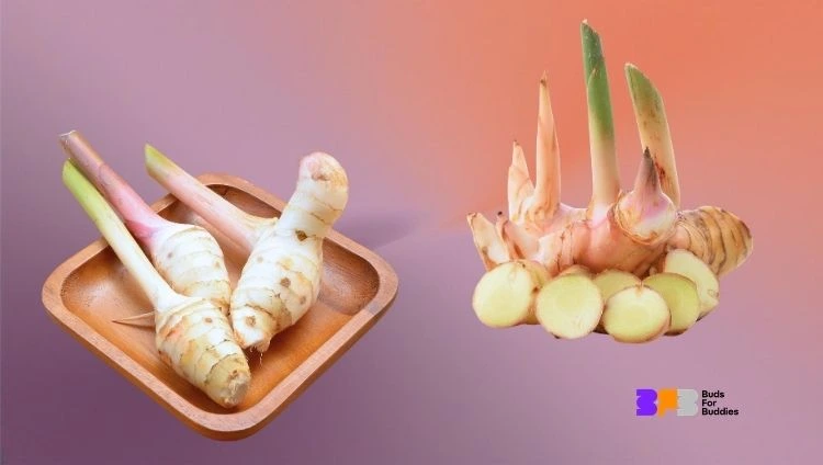 Galangal root and galangal sliced into rounds, with the Buds for Buddies logo bottom right
