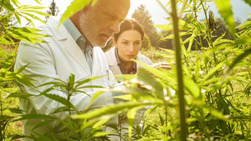 HHC je legální, o jeho bezpečnosti se ale vedou debaty. Mezi                uživateli je ale čím dál oblíbenější a pohybuje se někde mezi CBD a THC. 