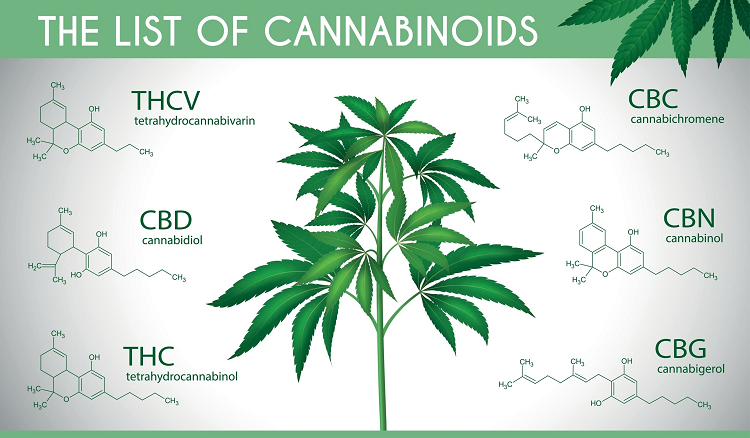 Infografika zobrazujúca najznámejšie kanabinoidy vhodné na vaporizáciu a ich chemické štruktúry