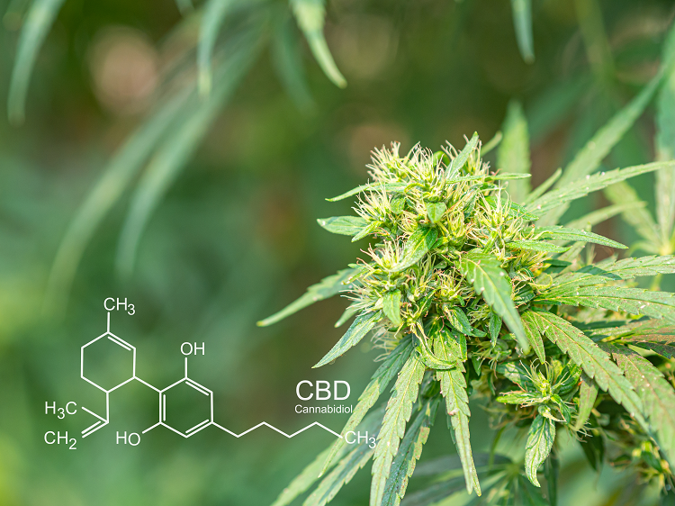 CBD-rich hemp plant flowers and CBD molecular formula