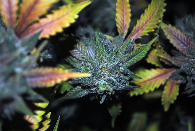 Cannabis Master Kush Flower Harvest