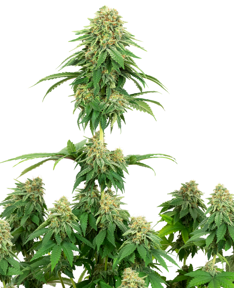 Sensi Seeds Cannabis Seeds Girl Scout cookies Feminized by White Label, 3-10 kom 3 pcs