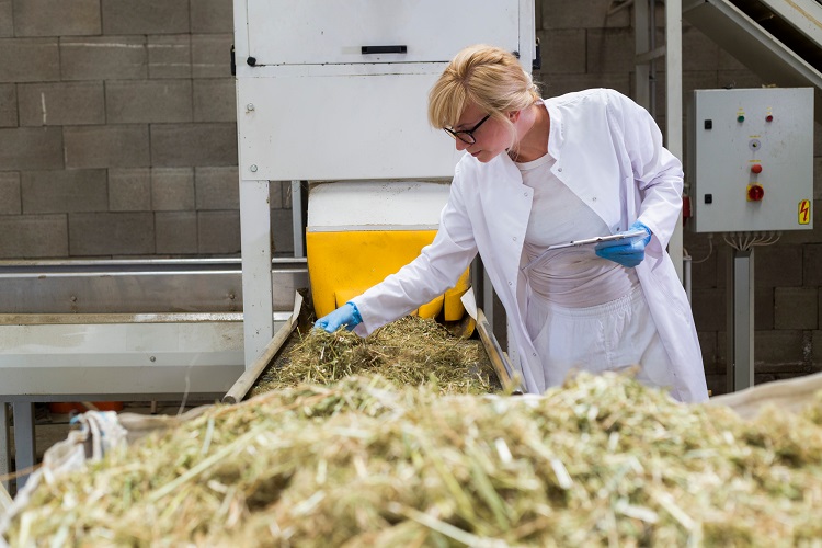 A scientist looks at dry CBD hemp plants at a sorting machine 
