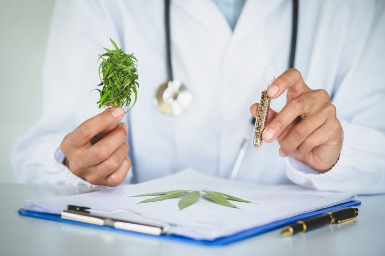 A researcher examines cannabis oil. Research on Cannabis Herbs, Medical Marijuana