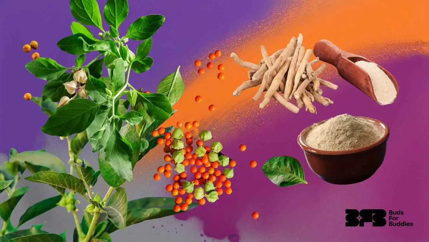 Ashwagandha – root, powder, and fruit of the Withania somnifera plant on a colored background, BudsForBuddies logo at bottom right