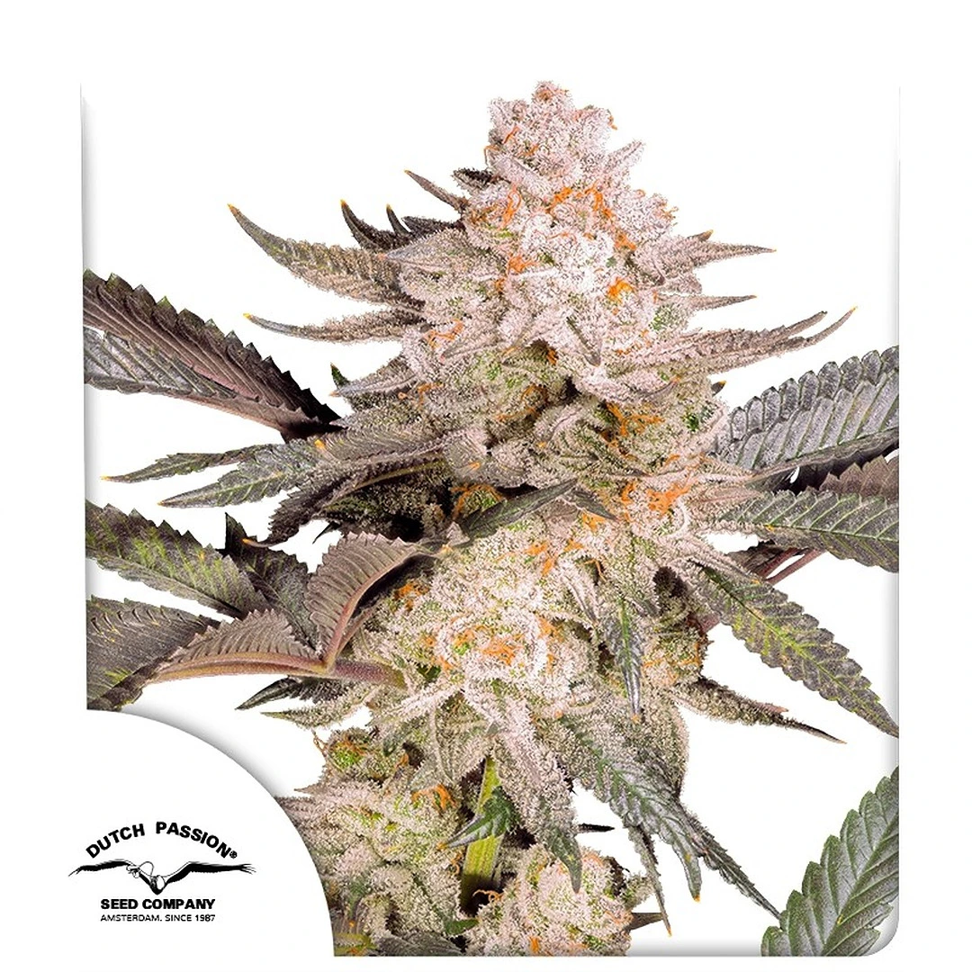 Dutch Passion Cannabis Seeds Orange Bud 2.0 ® Feminized 5