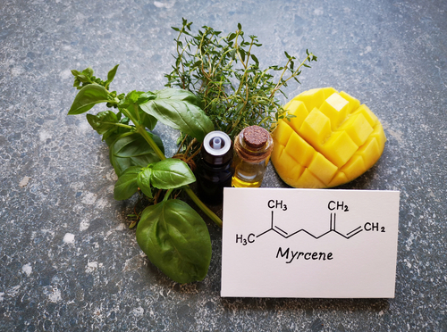 Myrcene este cea mai mică terpenă din planta de canabis, însă impresionează prin mirosul puternic și efectele relaxante. 