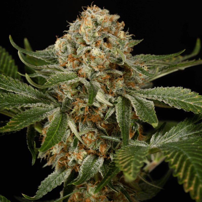 Silent Seeds Klassische Hanfsamen OG Kush feminisiert