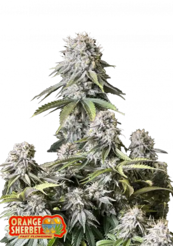 オレンジシャーベット オレンジシャーベット（ラウンド）約80ml（10入）