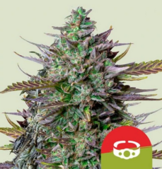 Royal Queen Seeds Żerriegħa tal-Kannabis GOAT'lato Auto