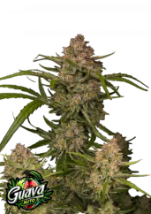 ファストバッズ 大麻種子 グアバオート - 個数: 3 pcs
