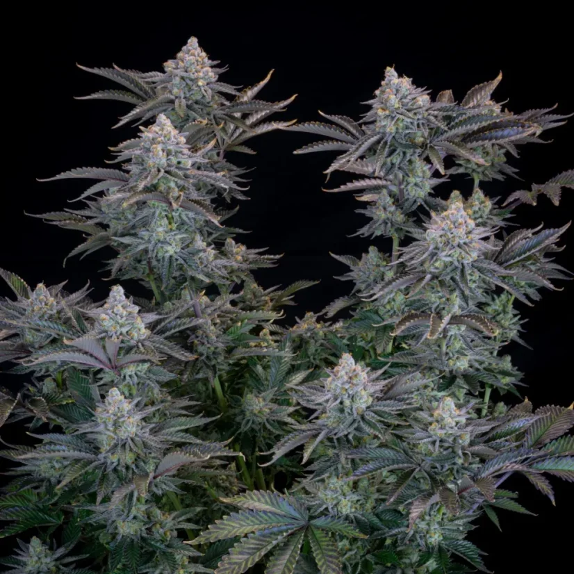 Fast Buds Cannabis Seeds Gorilla Cookies FF