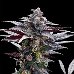 Silent Seeds Cannabis Seeds Pink Sunset Tekijä: Sherbinskis Feminized