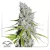 Dutch Passion Cannabis Seeds CBD Skunk Haze ® Feminized