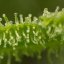 Silent Seeds Kannabiksen siemenet Lemon Tree Fast by Lemon Tree Feminized