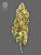 The Bulldog Seeds TB Mimosa Feminized, 3 ja 5 kpl