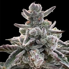 Silent Seeds Cannabis Seeds Polar Gelato, Sherbinskis Feminized