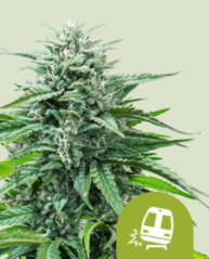 Royal Queen Seeds Seminte de canabis Trainwreck Auto