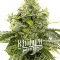 Blimburn Seeds Kannabiksen siemenet Bruce Banner Nopeasti kukkiva