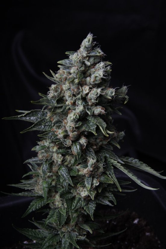 T.H.Seeds™ Kannabiksen siemenet MK-Ultra™, eri pakkaus, tavallinen