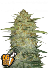 Fast Buds Cannabis Seeds OG Kush Auto