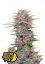 Fast Buds Cannabis Seeds Banana Purple Punch Auto