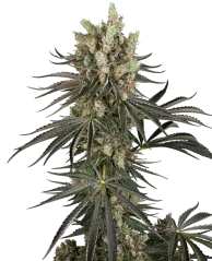 Sensi Seeds Cannabis Seeds Slam Dank Feminized