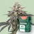 Canntropy Seeds Black Widow (feminizované)