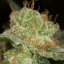 Silent Seeds Kannabiksen siemenet Lemon Tree Fast by Lemon Tree Feminized