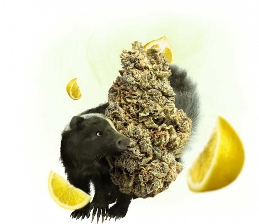 Eighty8 CBD hamppu kukka Super Haisunäätä -1-25 grammaa