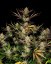 Fast Buds Cannabis Seeds Apple Strudel Auto