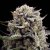 Silent Seeds Cannabis Seeds B-45 by Booba Feminized