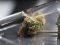 HHC vs. CBD - similarities and differences