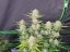 Fast Buds Cannabis Seeds Apricot Auto