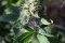 How to combat the mould on cannabis flowers?