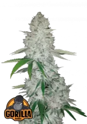 Fast Buds Cannabis Seeds Gorilla Glue Auto