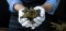 How to maintain the right humidity for CBD flowers?