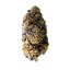 Royal Queen Seeds Cannabis Seeds Wedding Gelato Feminized