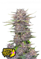 Fast Buds Cannabis Seeds Banana Purple Punch Auto