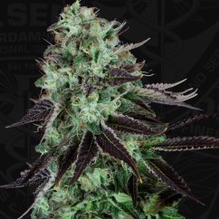 T.H.Seeds™ Cannabis Seeds Darkstar™, various pack, regular