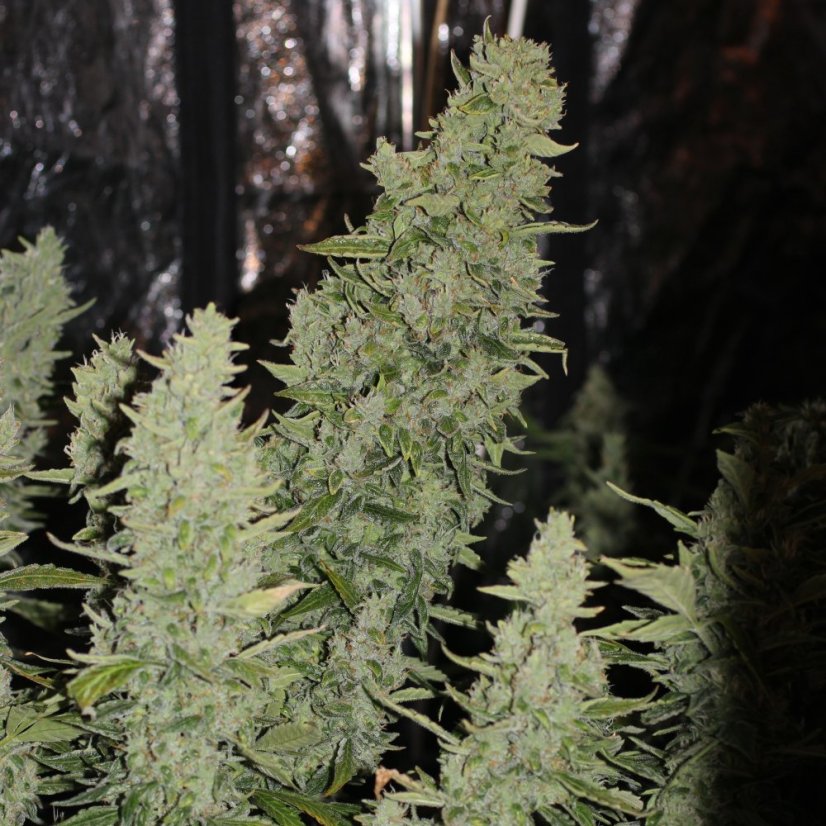 Doctor's Choice Seeds Niagara Auto Feminized