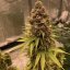 Doctor´s Choice Seeds Diesel Fast F1 BX Regular