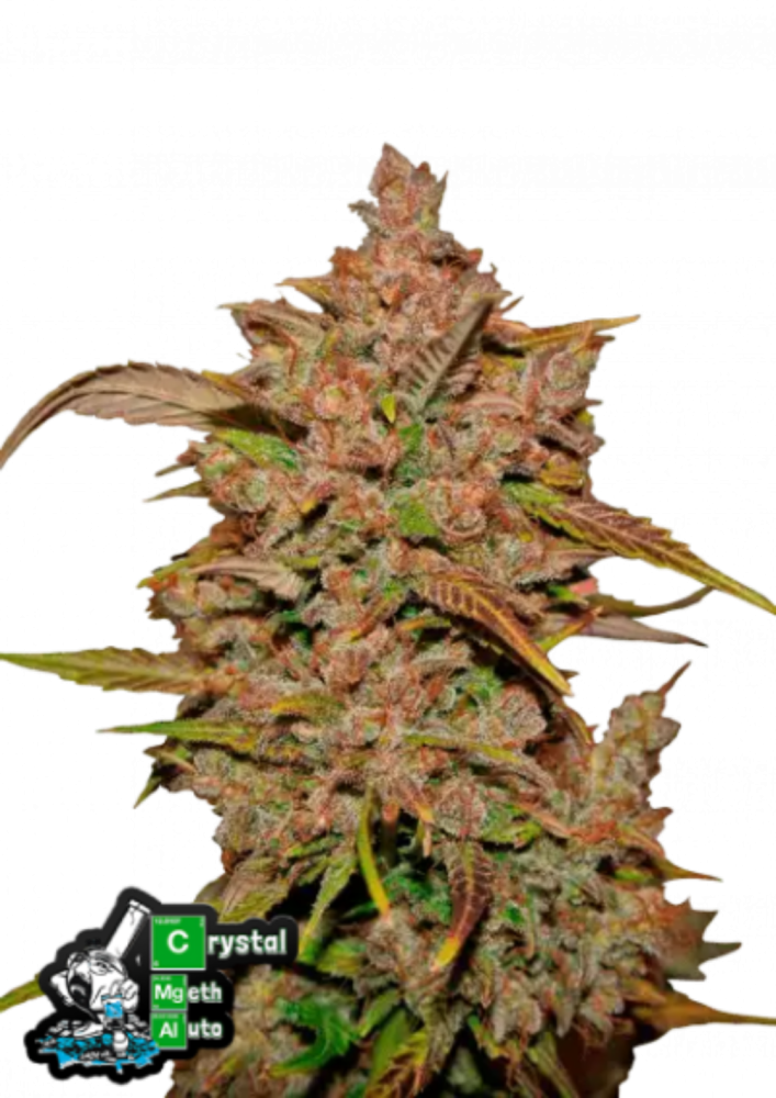 Friday next Friday ICE CUBE マリファナ 大麻 CBD - メルカリ