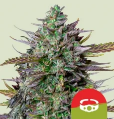 Royal Queen Seeds Cannabis Seeds GOAT'lato Auto