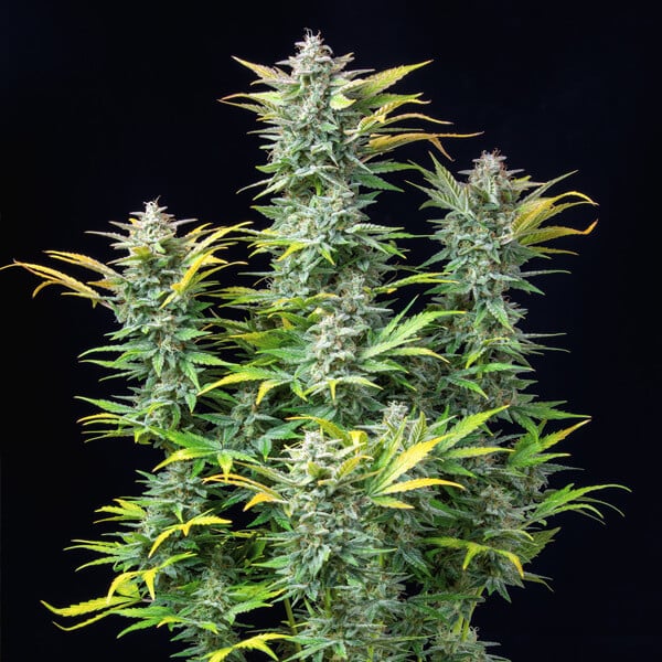 Royal Queen Seeds Cannabis Seeds Quick One Auto