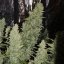 Doctor's Choice Seeds Niagara Auto Feminized