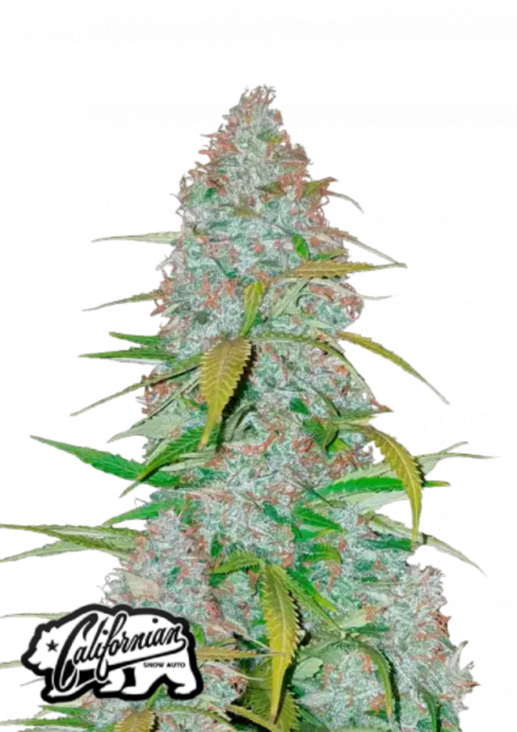 Friday next Friday ICE CUBE マリファナ 大麻 CBD 2025年最新】Friday dvd ice cubeの人気アイテム - メルカリ