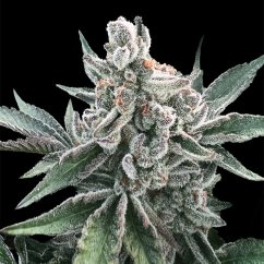 Silent Seeds Cannabis Seeds Polar Gelato Auto, Sherbinskis