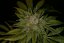 T.H.Seeds™ Kannabiksen siemenet MK-Ultra™, eri pakkaus, tavallinen