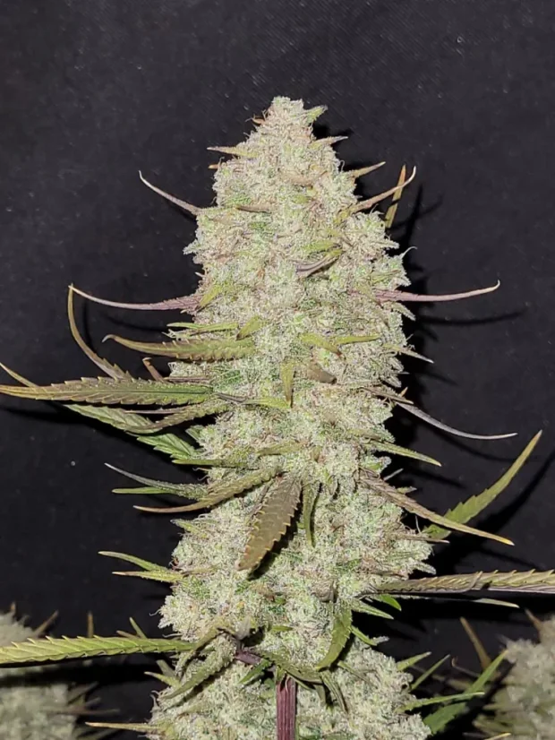 Fast Buds Cannabis Seeds Tropicana Cookies Auto